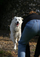 Image showing return of the dog