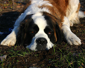 Image showing Saint Bernard