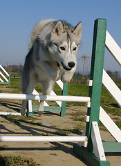 Image showing jumping husky