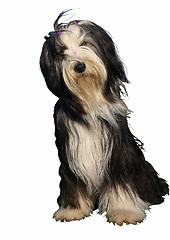 Image showing bearded collie