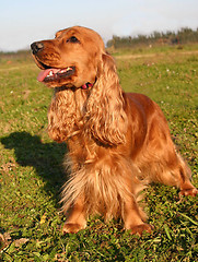 Image showing cocker spaniel