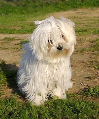 Image showing maltese dog