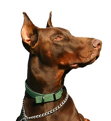 Image showing doberman