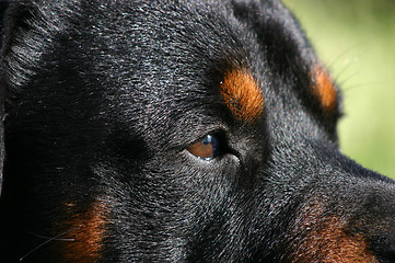 Image showing eyes of rottweiler