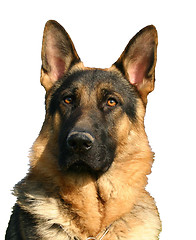 Image showing german shepherd