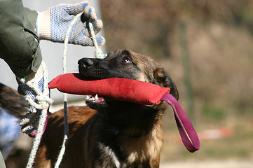 Image showing working malinois