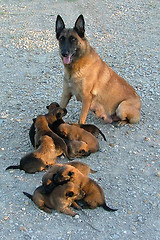 Image showing puppies malinois and mother