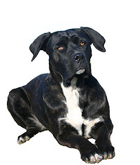 Image showing cane corso