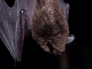 Image showing Long-fingered Bat