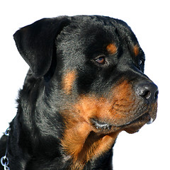 Image showing rottweiler