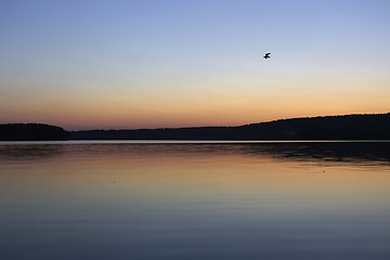 Image showing bird under evening sea