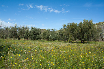 Image showing Olive tree field in Andalusia