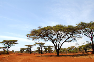 Image showing African savannah