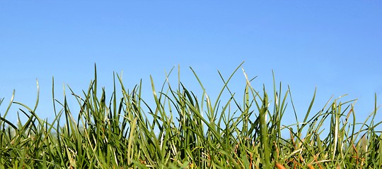 Image showing Meadow and sky