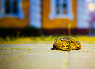 Image showing A close up of the toad 