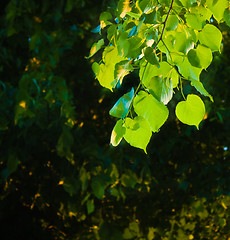 Image showing Close up of green leaves