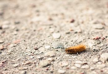 Image showing Closeup of a caterpillar on the ground