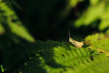 Image showing grasshopper