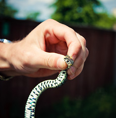 Image showing Holding a Grass Snake