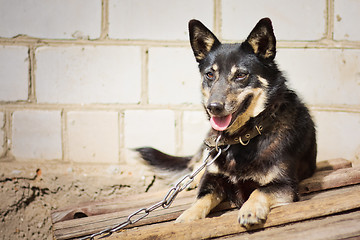 Image showing Young german shepherd