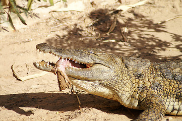 Image showing Crocodile eating