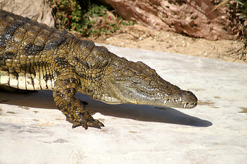 Image showing crocodile