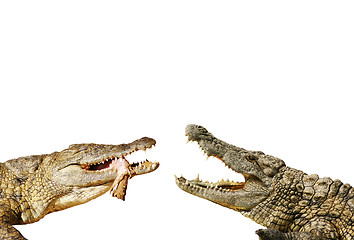 Image showing Alligators fight for food