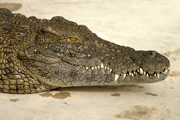 Image showing alligator face