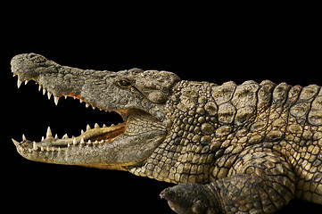 Image showing Alligator shows his teeth