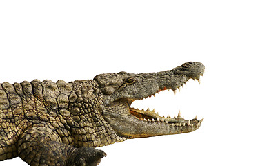 Image showing dangerous alligator