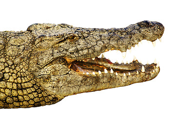 Image showing Crocodile shows its teeth