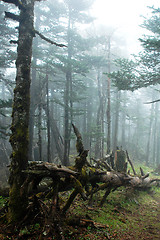 Image showing Virgin forest in a foggy morning