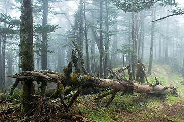 Image showing Virgin forest in a foggy morning