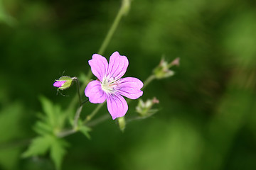 Image showing wild flower