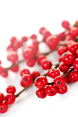 Image showing Red Christmas berries