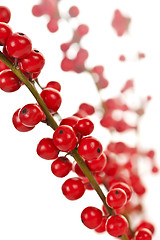 Image showing Red Christmas berries