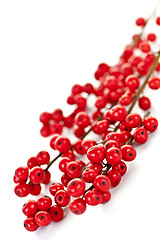 Image showing Red Christmas berries
