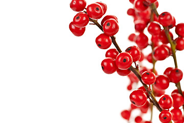 Image showing Red Christmas berries