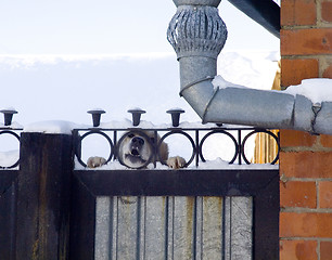 Image showing barking angry dog