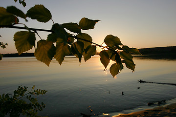 Image showing birch branch