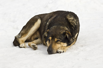 Image showing Dog sleeping on snow