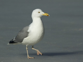 Image showing Seagull walking on the ice