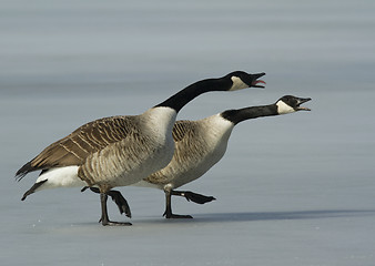 Image showing Canadian goose walking on the ice