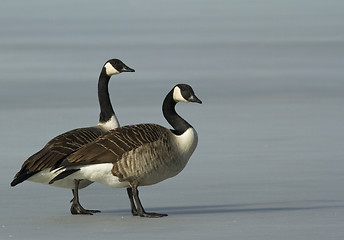 Image showing Canadian goose walking on the ice