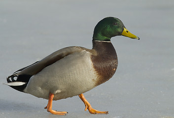 Image showing Mallard walking on the ice