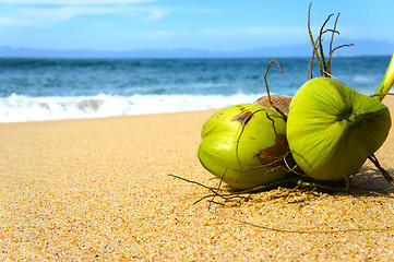 Image showing Coconuts