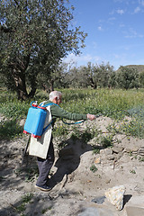 Image showing Elderly farmer spraying weed pesticide