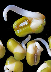 Image showing soybean sprout