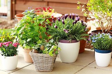 Image showing Flower pots