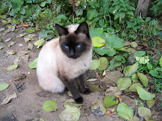 Image showing Siamese cat
